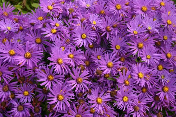 asters flowers purple autumn 1185297