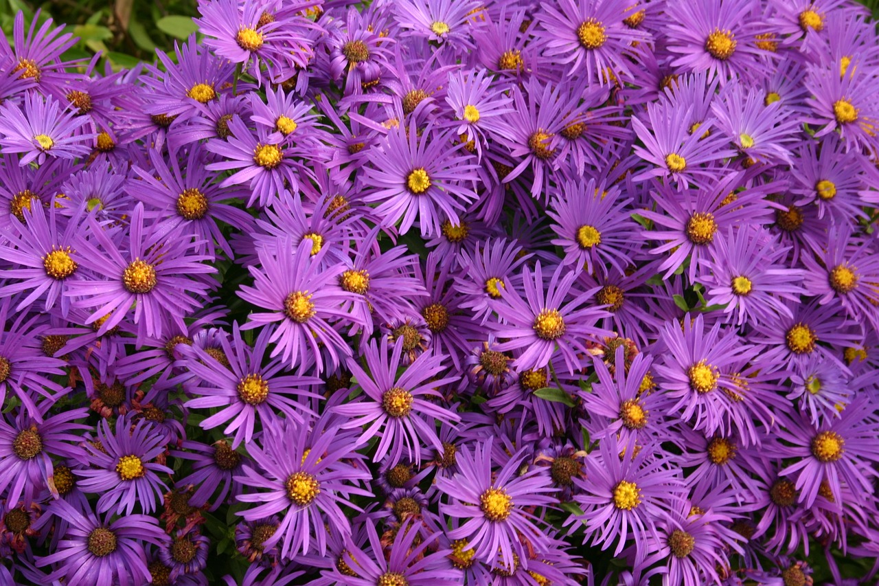 asters flowers purple autumn 1185297