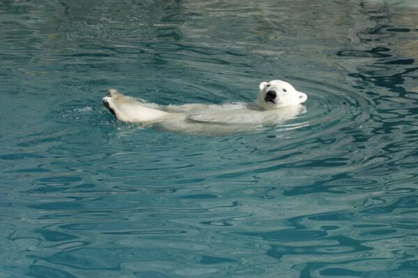 bear white bear water wildlife 3308068