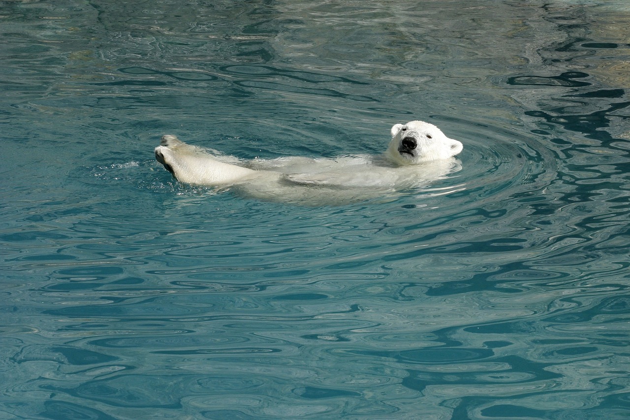 bear white bear water wildlife 3308068