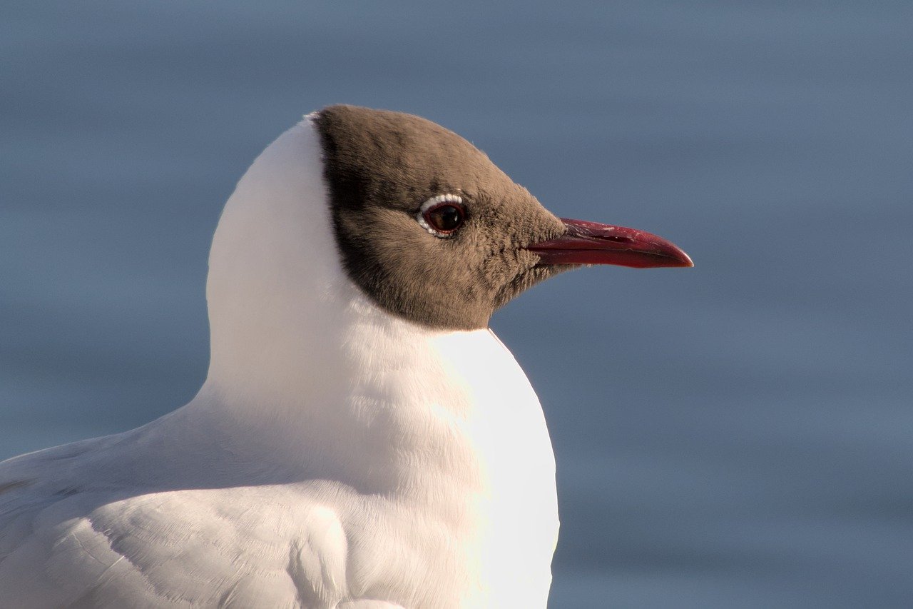 bird grey headed gull seagull 7913707