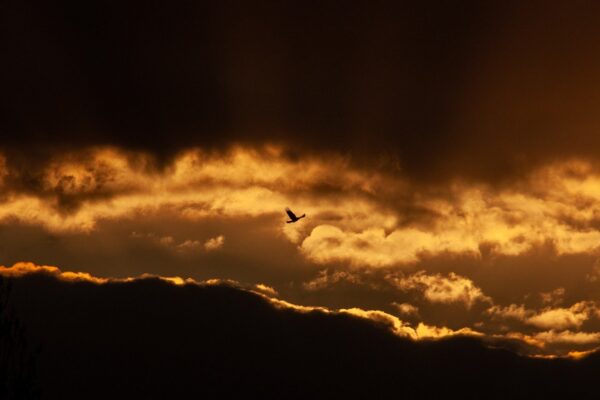 bird wildlife clouds freedom 8587852