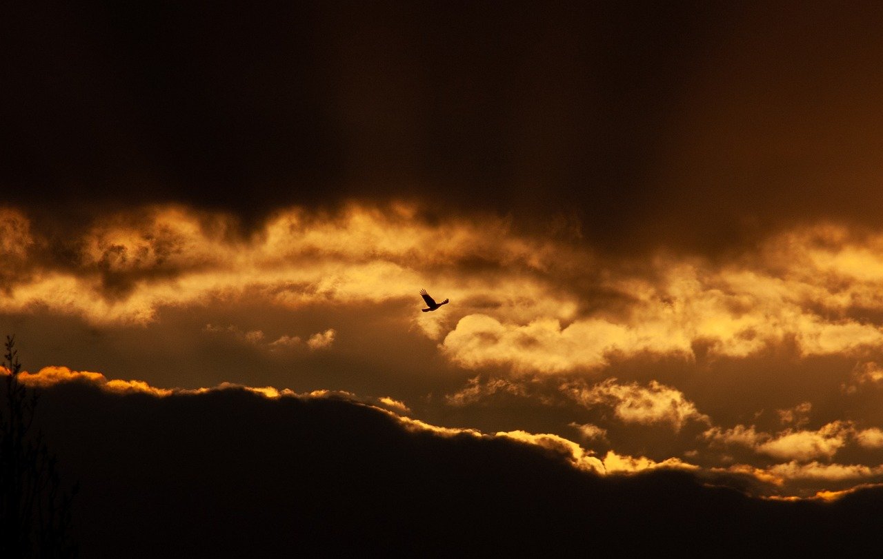 bird wildlife clouds freedom 8587852