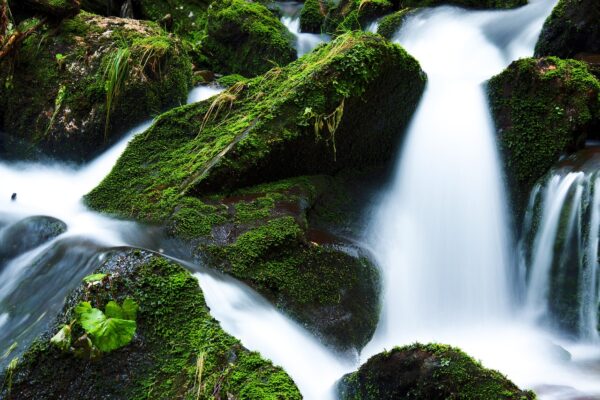 cascade moss nature stream brook 21749