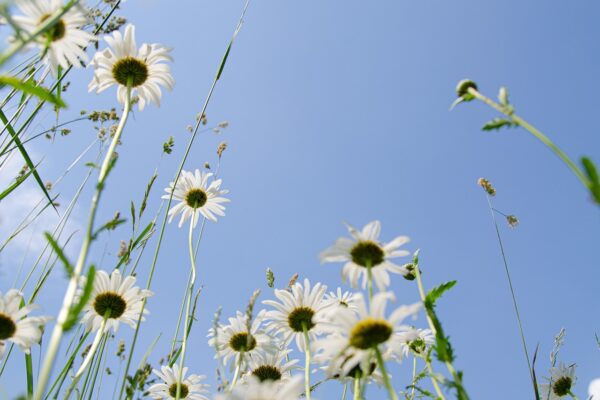 daisies meadow flower meadow heaven 5343423