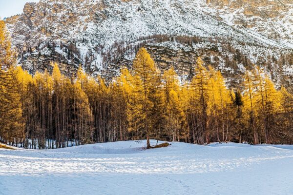 forest trees winter italy mountain 8531787