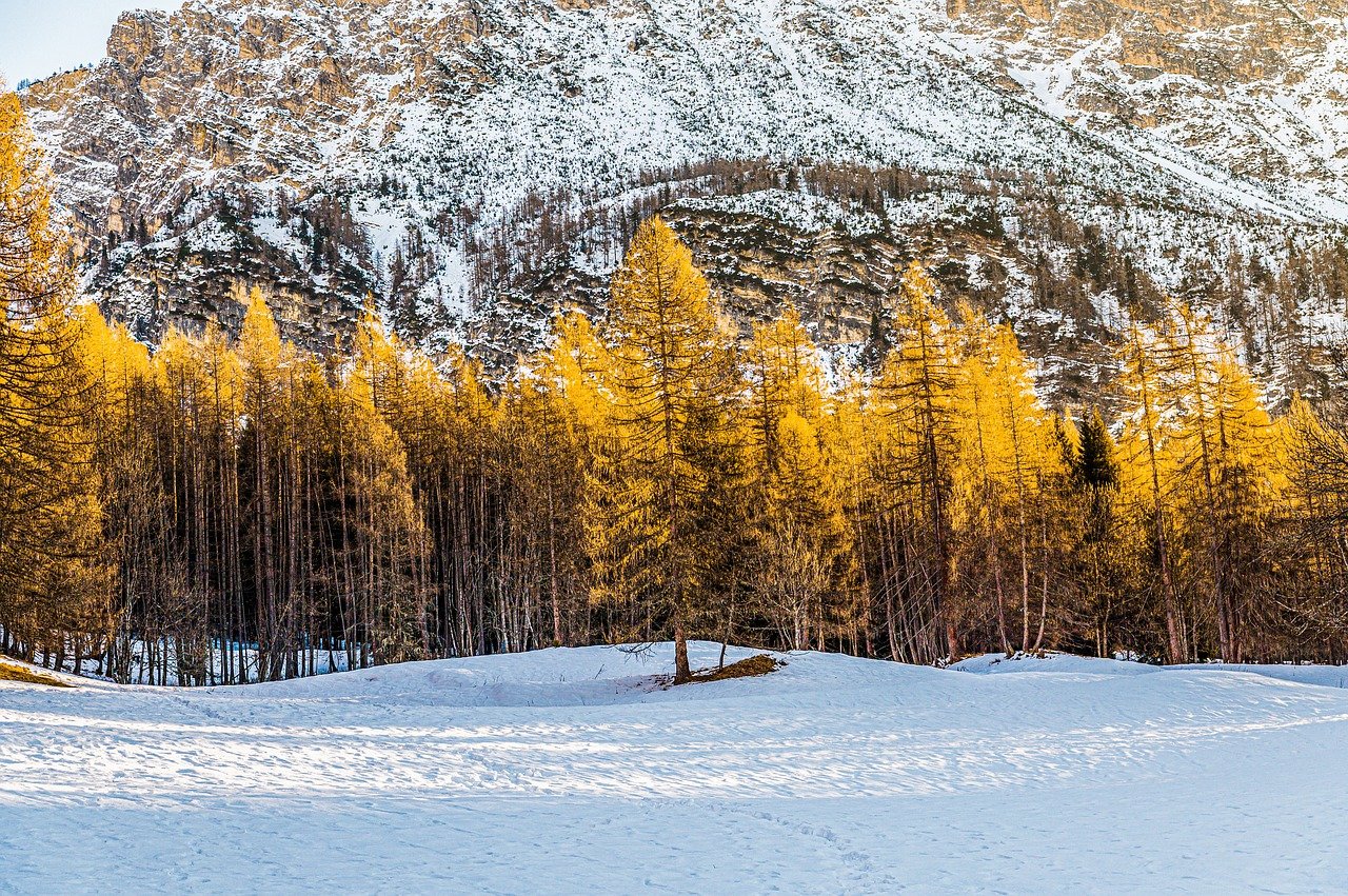 forest trees winter italy mountain 8531787