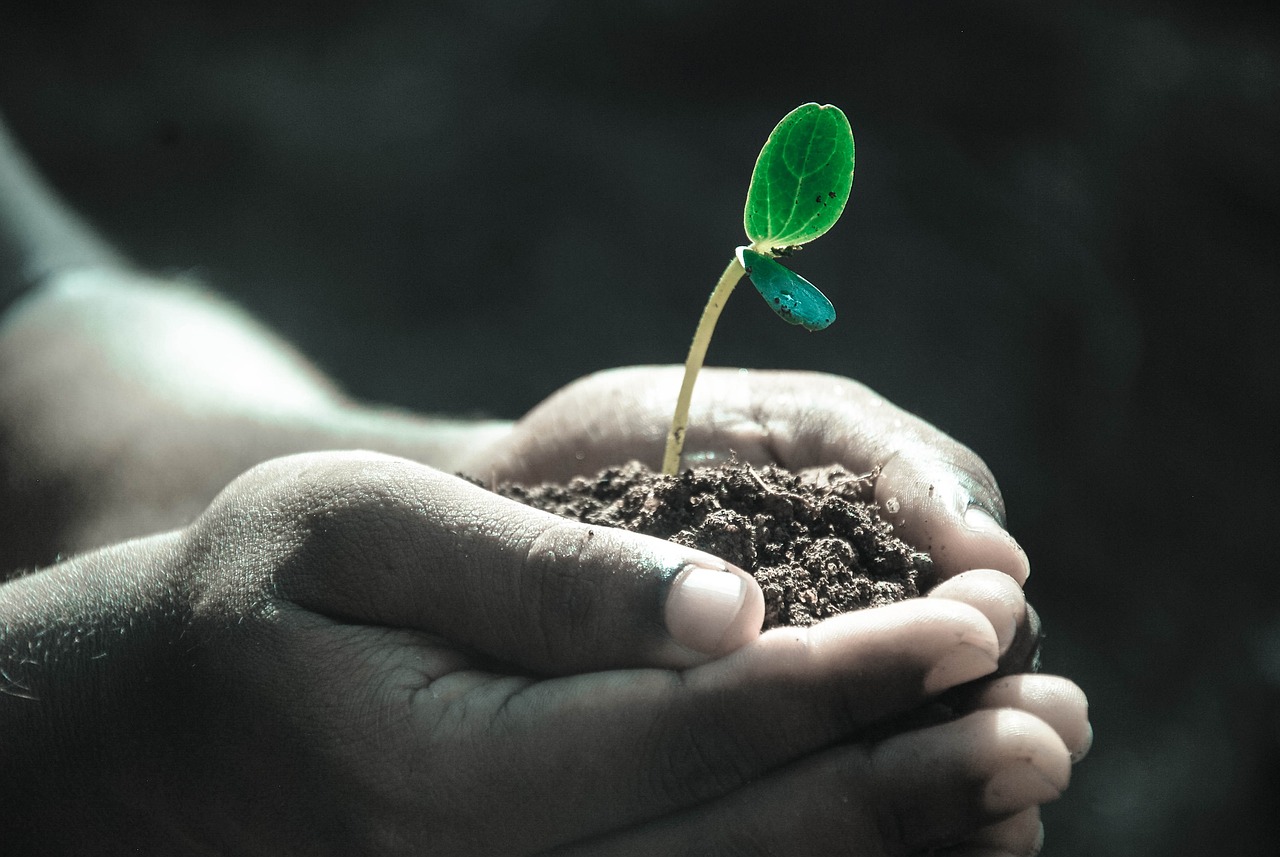 hands macro plant soil grow life 1838658