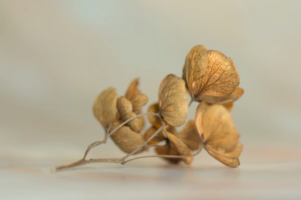 hydrangea blossom bloom transience 6974362