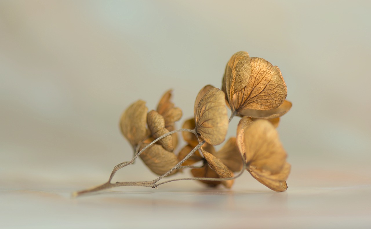 hydrangea blossom bloom transience 6974362