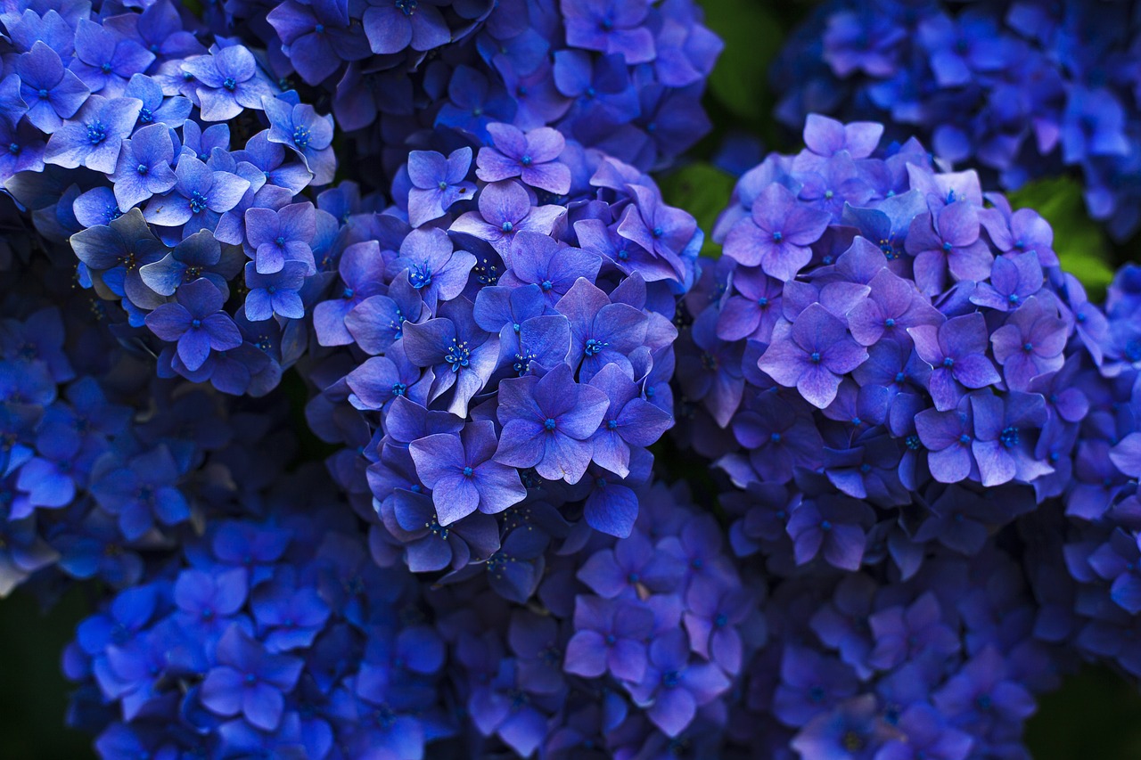 hydrangeas blue flowers bloom 1851481