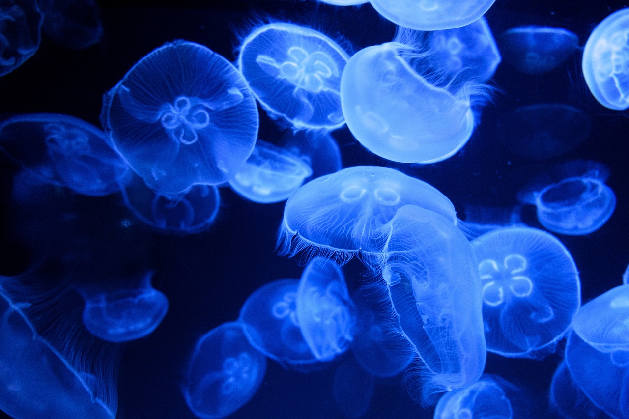 jellyfishes sea jellies animal 5584171