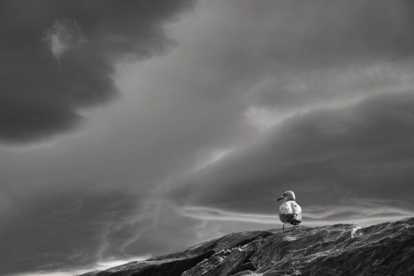 landscape darling clouds seagull 8386050