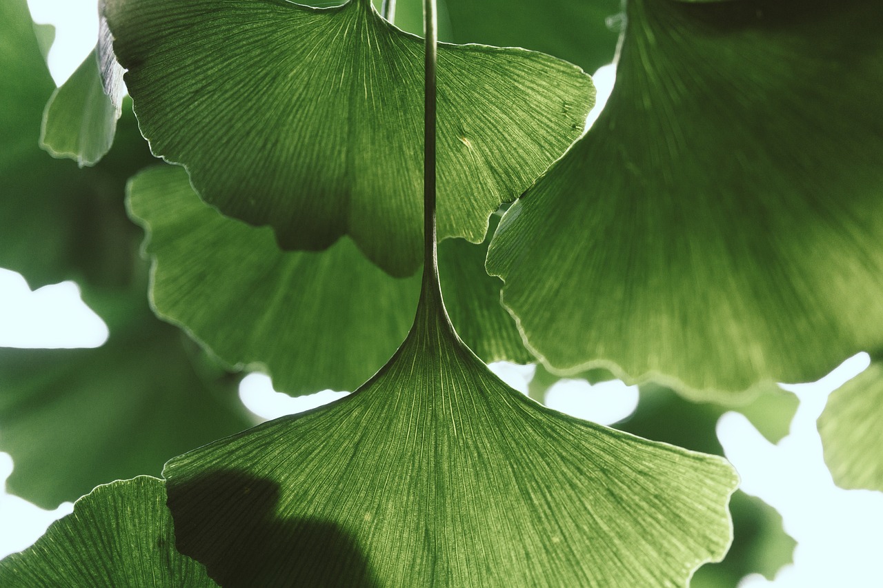 leaves ginkgo botany plants bush 6567141