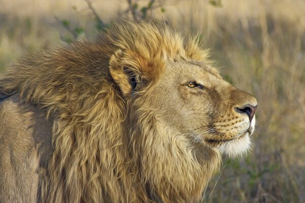 lion feline big cat animal safari 515028