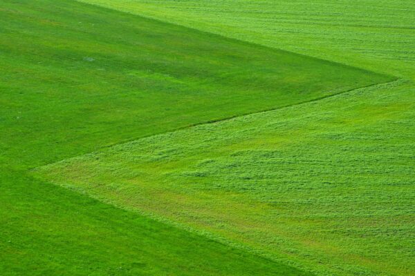 meadow field landscape grassland 196567