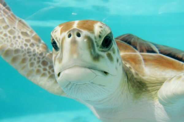 mexico turtle swim underwater 2086549