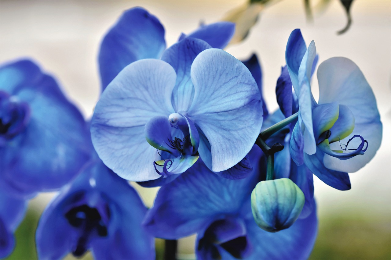 orchids blue flowers blue orchids 4759196