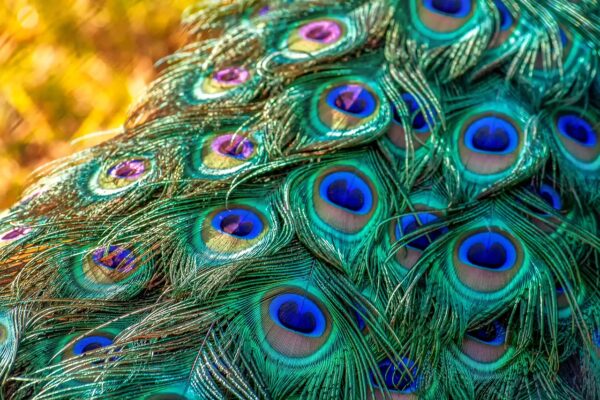 peacock peacock feathers plumage 3465442