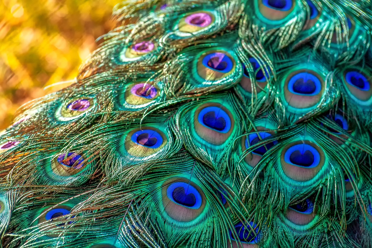 peacock peacock feathers plumage 3465442