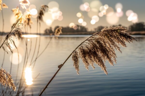 river bank plants grass sunset 6021951