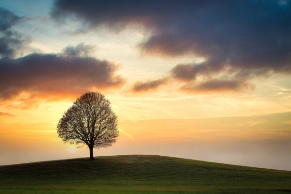 sky tree field sunset clouds hill 5961642