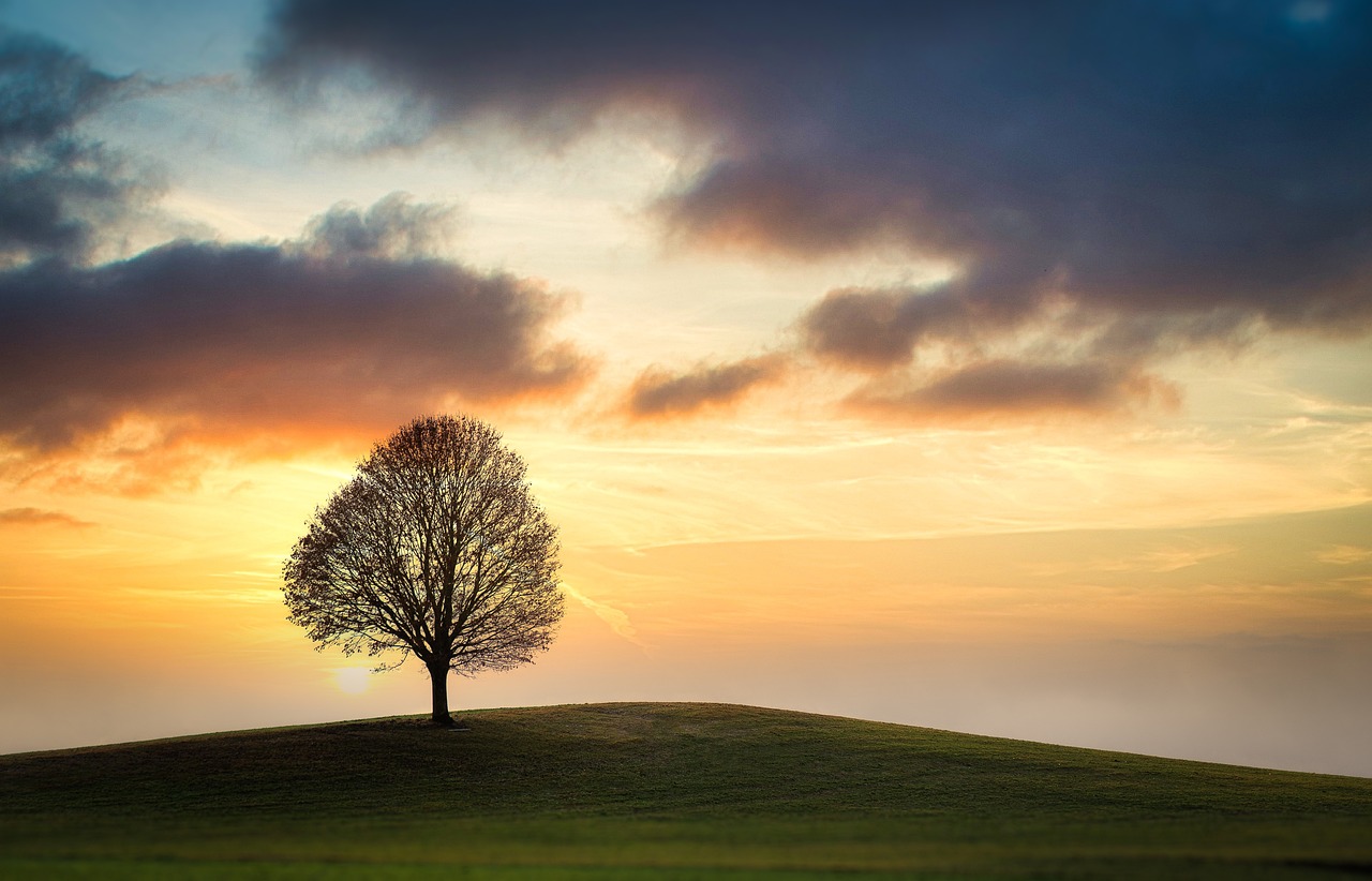 sky tree field sunset clouds hill 5961642