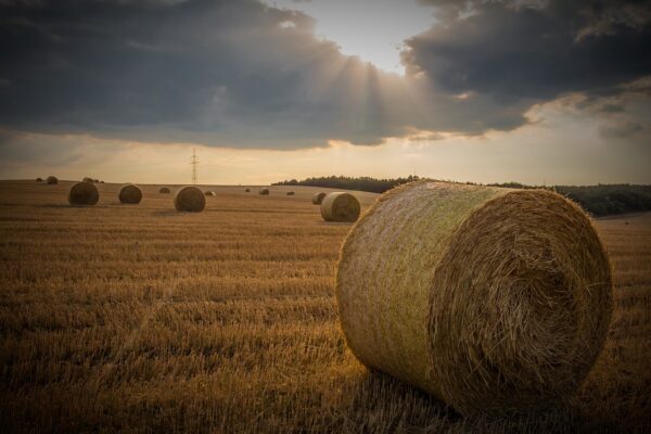 straw bale agriculture cereals 165106