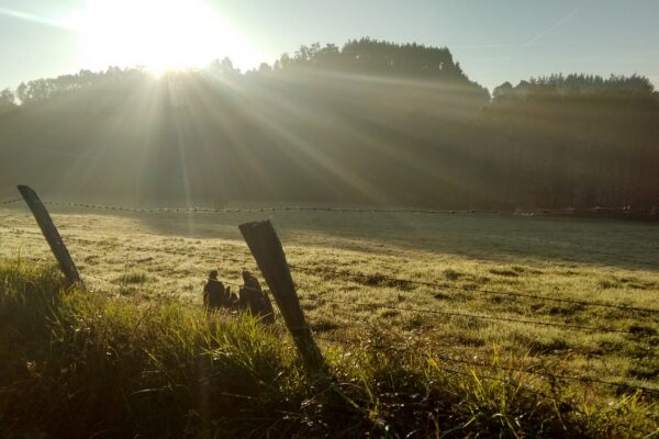 sun rays about lawn eventide 2400890