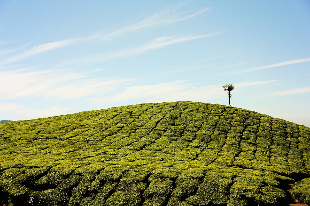 tea plantation plantation field 1850217