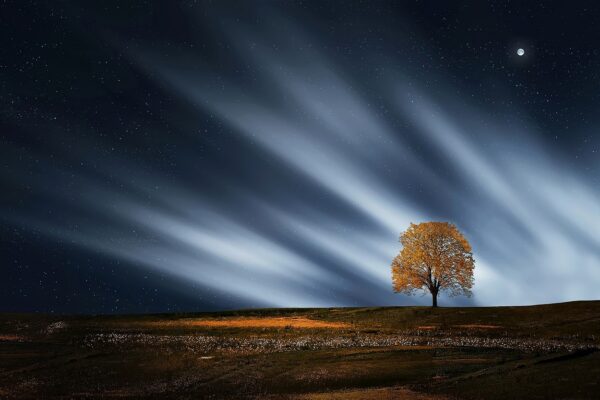 tree natur nightsky meadow 736882