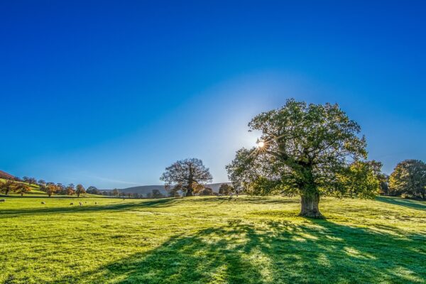 tree sun sunshine summer meadow 2916763