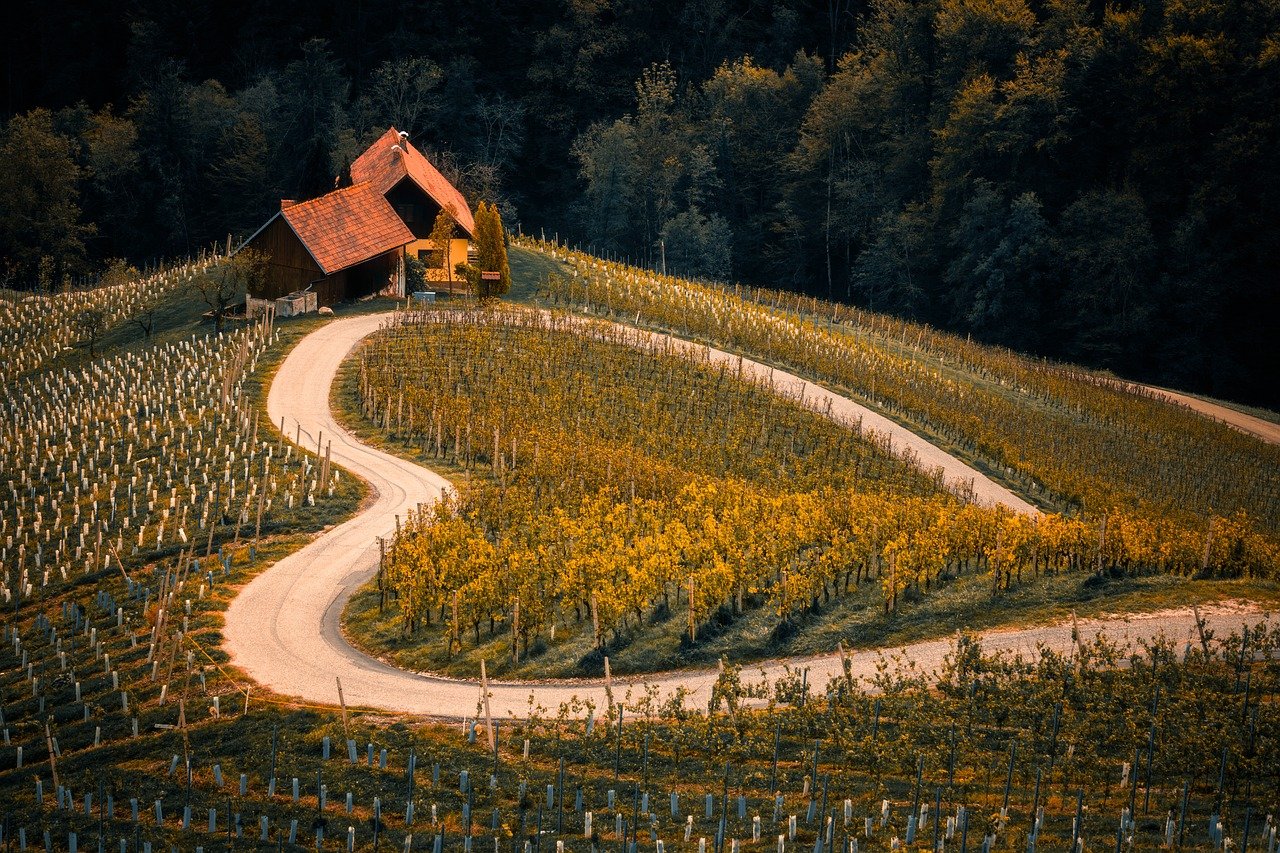 vineyard agriculture farm autumn 8345243